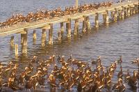 Black-bellied Whistling Ducks